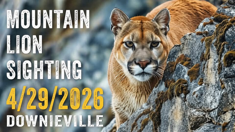 Mountain Lion Sighting in Downieville