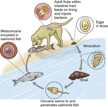 First Salmon Poisoning Case in Dogs Warns Veterinarians to Avoid Raw Fish