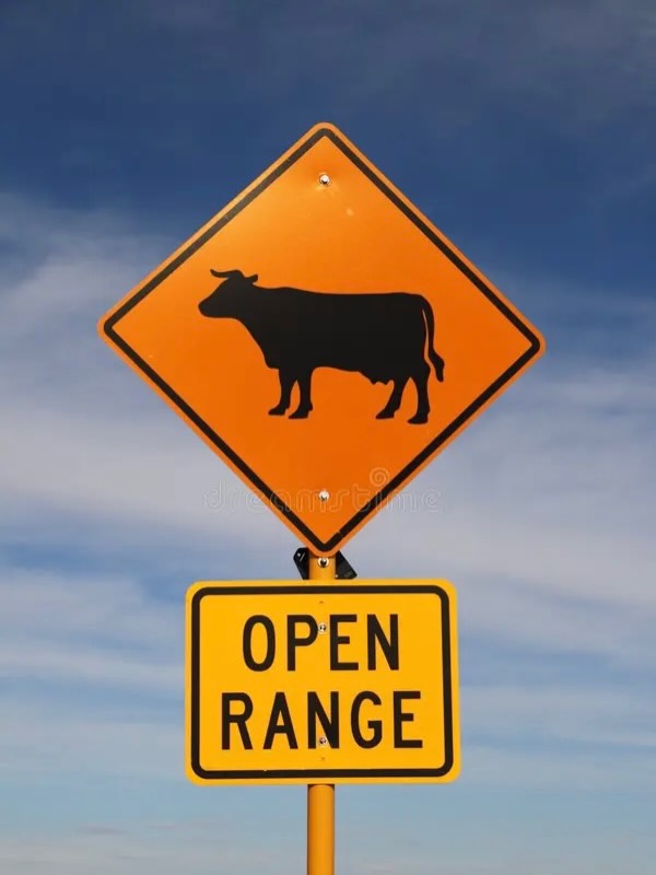 Stay Safe Driving Through Open Range Areas This Summer