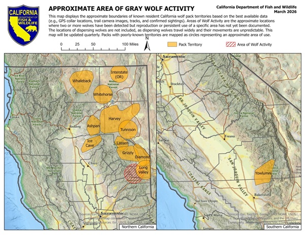 California Wolf Packs Grow to 12 with New Livestock Attacks Reported in Plumas County