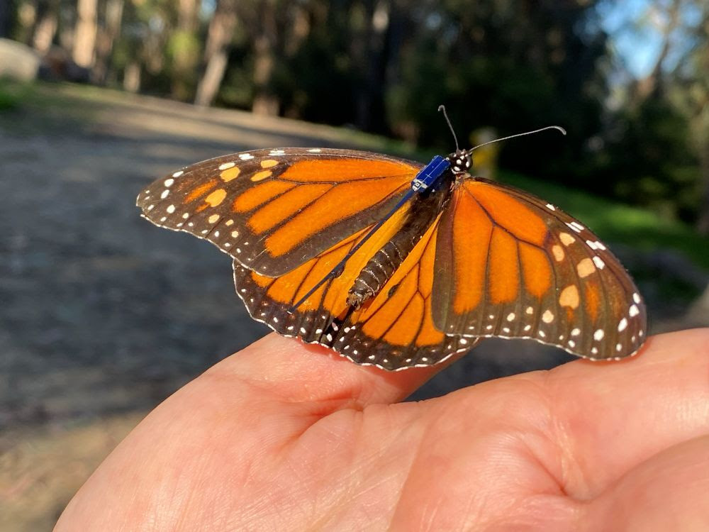 California Launches Multi-agency Plan to Save Western Monarch Butterflies