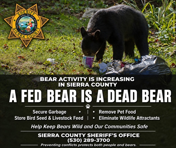 Prevent Bear Conflicts in Sierra County by Securing Food and Reducing Attractants This Summer