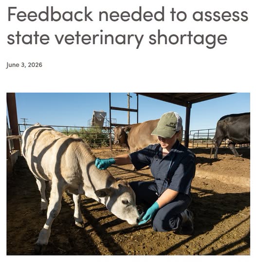Survey Aims to Address Livestock Veterinarian Shortage in Rural California