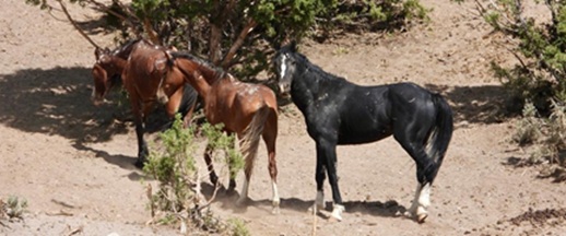 The BLM Concluded the 2026 Antelope – Triple B Complex Wild Horse Bait and Water Gather Operation