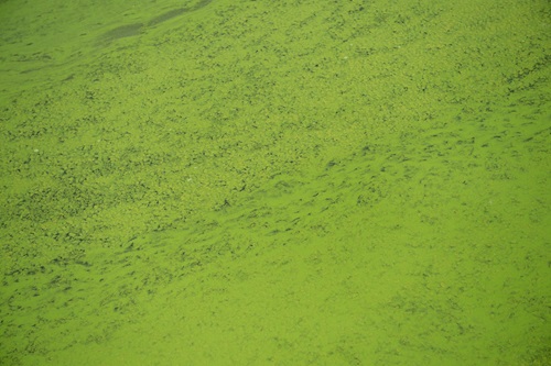 Recognizing and Staying Safe from Harmful Algal Blooms in Reservoirs