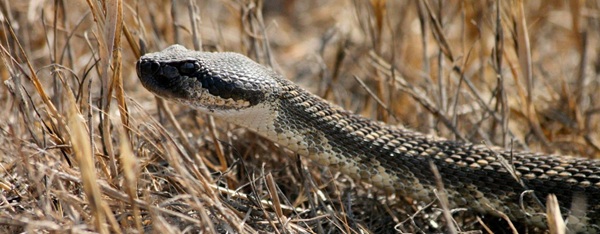 Stay Safe During Rattlesnake Season Tips and Precautions for Increased Activity