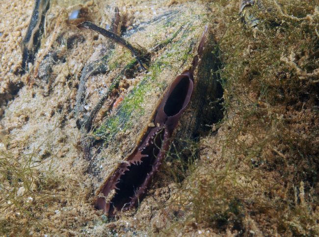 Center for Biological Diversity Sues Over Endangered Species Protection Delay for Western Ridged Mussels