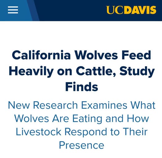 Dahle Calls for Review of Wolf Protections Following Study on Livestock Impacts