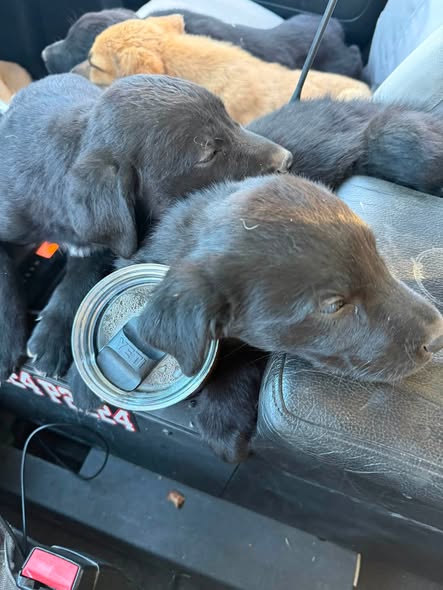 Amid the Smoke and Flames, Six Puppies Get a Second Chance