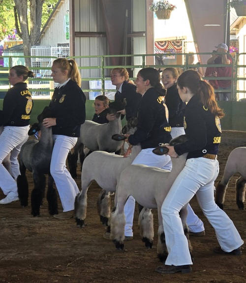 Susanville FFA Members Earn Top Honors on Opening Day of Lassen County Fair Livestock Shows