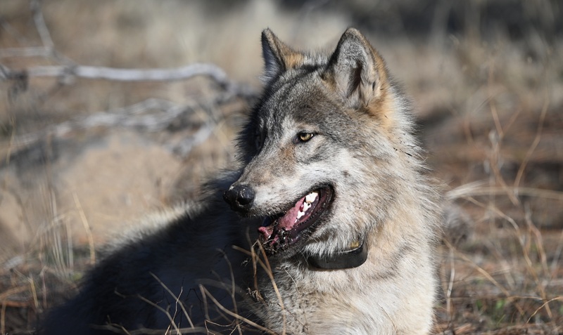Local Resource Conservation Districts Receive State Funding to Help Ranchers Reduce Wolf Conflicts