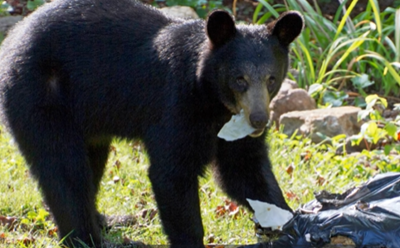 CDFW: Keep Yearling Black Bears Wild During Busy Fourth of July Holiday Weekend