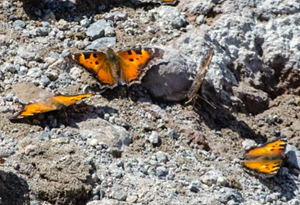 Butterflies Take Flight Across Lassen Volcanic National Park