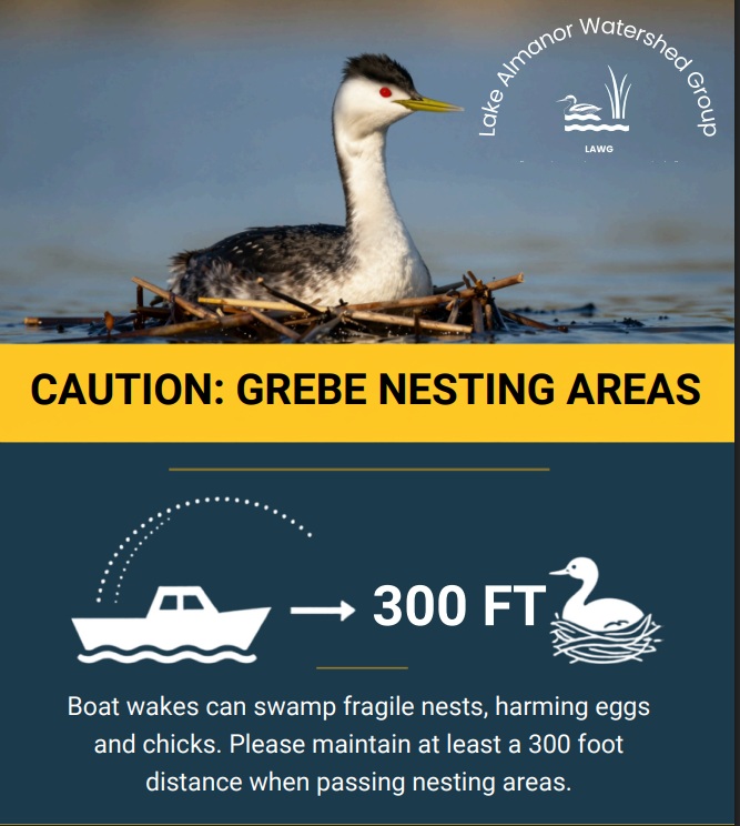 Grebe Nesting Sites