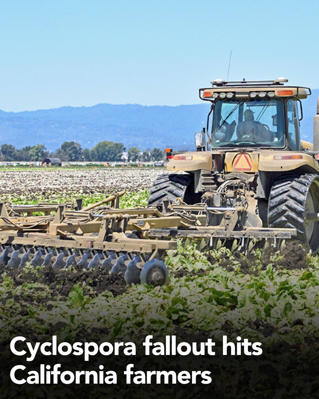 California Lettuce Farmers Face Severe Losses as Cyclospora Outbreak Slashes Sales and Prices