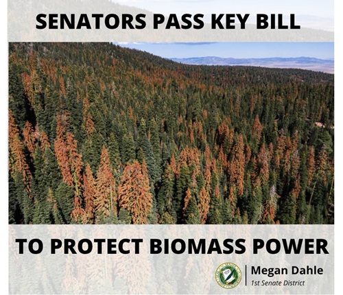 Senator Megan Dahle Advances Biomass Power to Boost Forest Health and Renewable Energy in North State