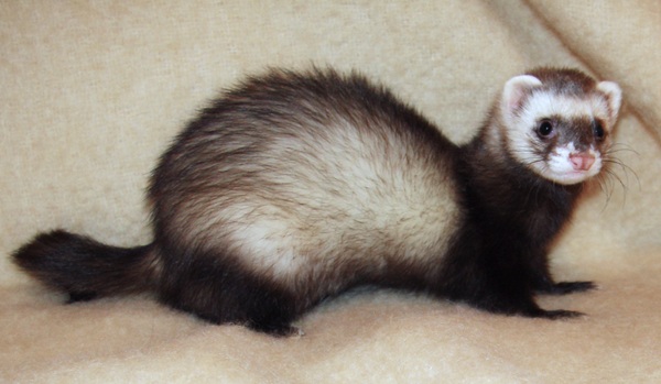 California Fish and Game Commission Leaves Ferret Petition Off Final Agenda Before Critical Court Hearing