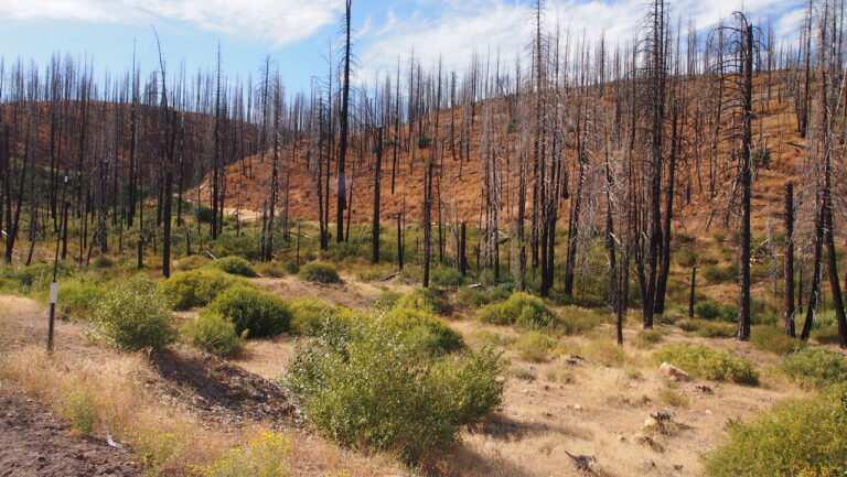 Community Meeting on Forest Herbicide Use Raises Health and Environmental Concerns