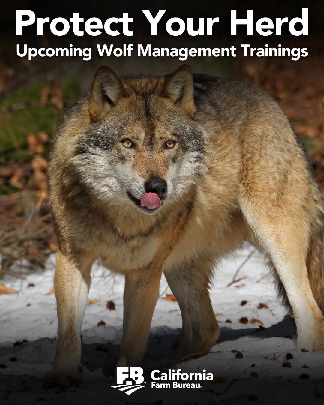 Free Non Lethal Wolf Management Trainings Help California Ranchers Protect Livestock