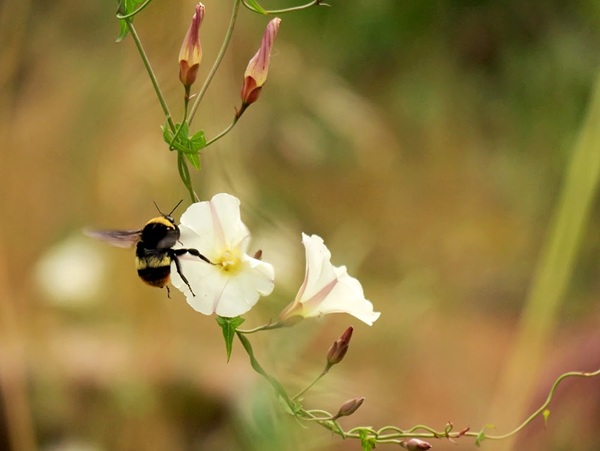 California Department of Fish and Wildlife Releases Guidance on Conserving Four Candidate Bumble Bee Species
