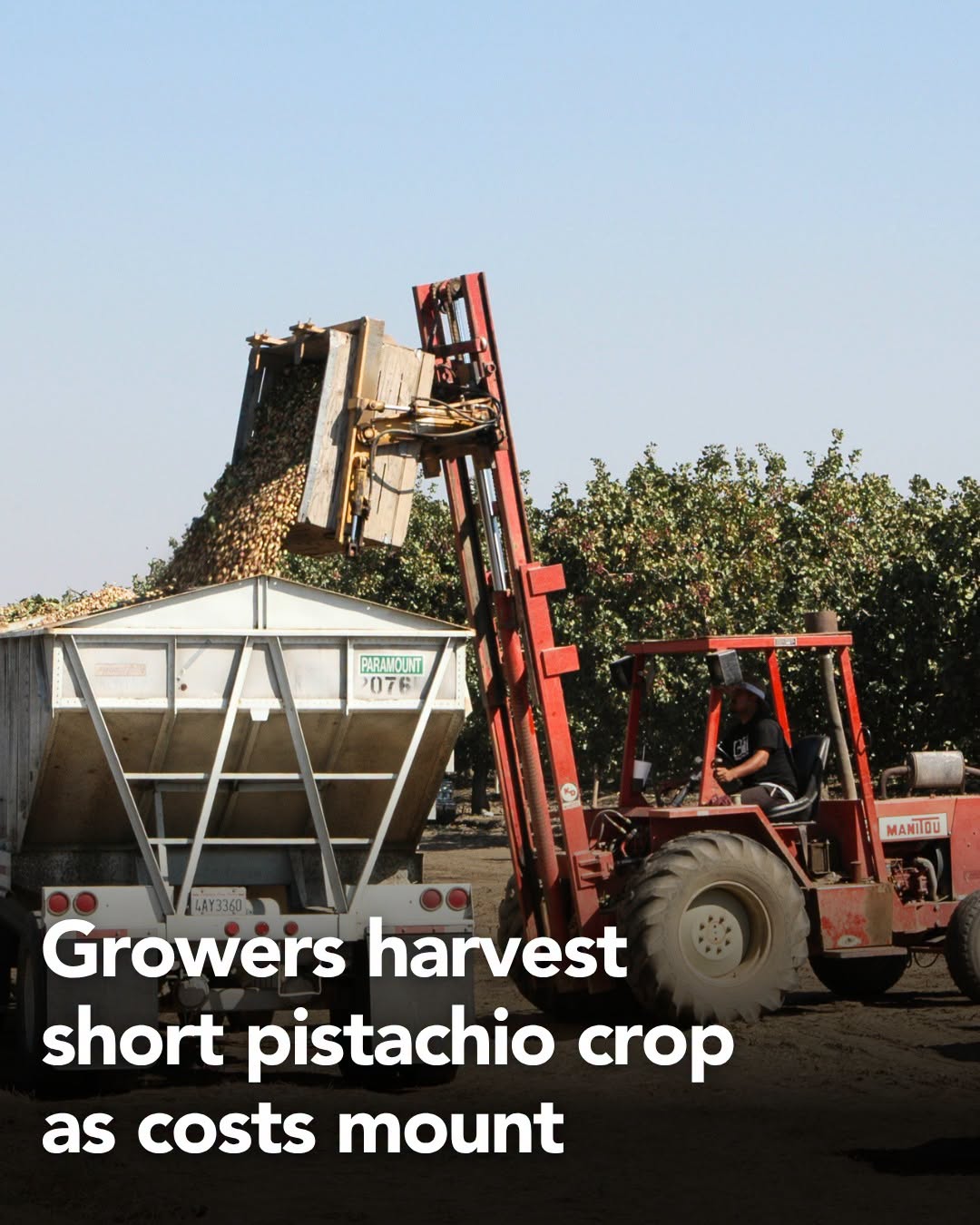 Pistachio Harvest Set to Plunge in 2026 Impacting Grower Revenue