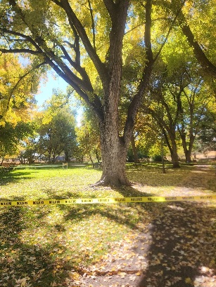 Safety Alert Avoid Memorial Park Tree Area This Weekend for Hazard Removal