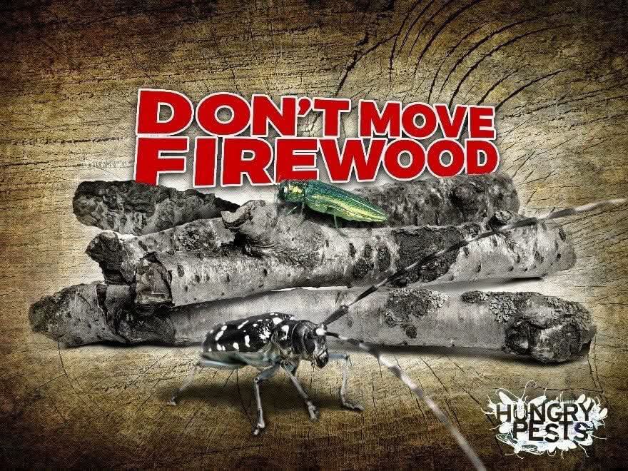 Prevent Invasive Pests by Buying Firewood Locally to Protect Forests