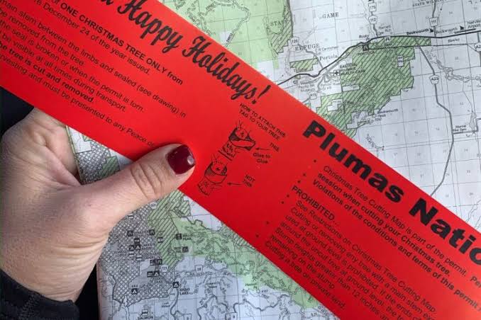 Plumas National Forest Christmas Tree Cutting Permit Rules and Safety Tips